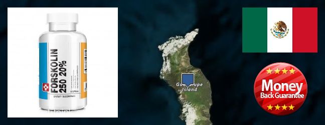 Purchase Forskolin Extract online Guadalupe, Mexico