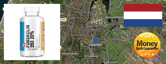 Best Place to Buy Forskolin Extract online Haarlem, Netherlands