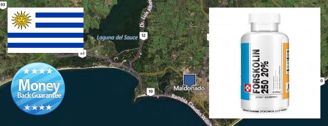 Where to Buy Forskolin Extract online Maldonado, Uruguay