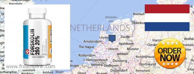 Where to Buy Forskolin Extract online Netherlands