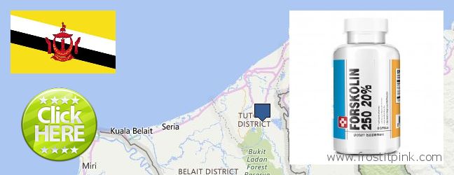 Where to Buy Forskolin Extract online Tutong, Brunei