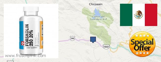 Comprar Forskolin en linea Tuxtla Gutierrez, Mexico Dónde comprar Forskolin en linea Tuxtla Gutierrez, Mexico