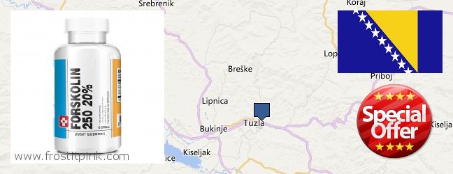 Gdzie kupić Forskolin w Internecie Tuzla, Bosnia and Herzegovina