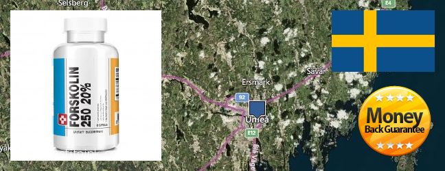 Where to Buy Forskolin Extract online Umea, Sweden